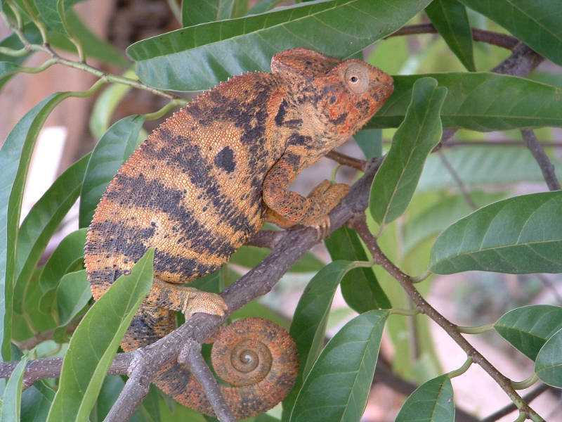 Chameleon DS together in bible translation madagascar