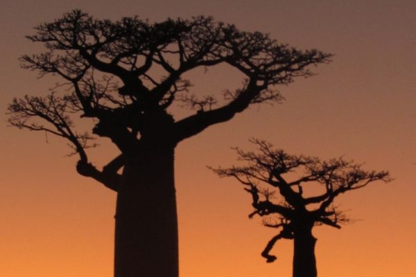 Baobab Morondava Jun15 DS small