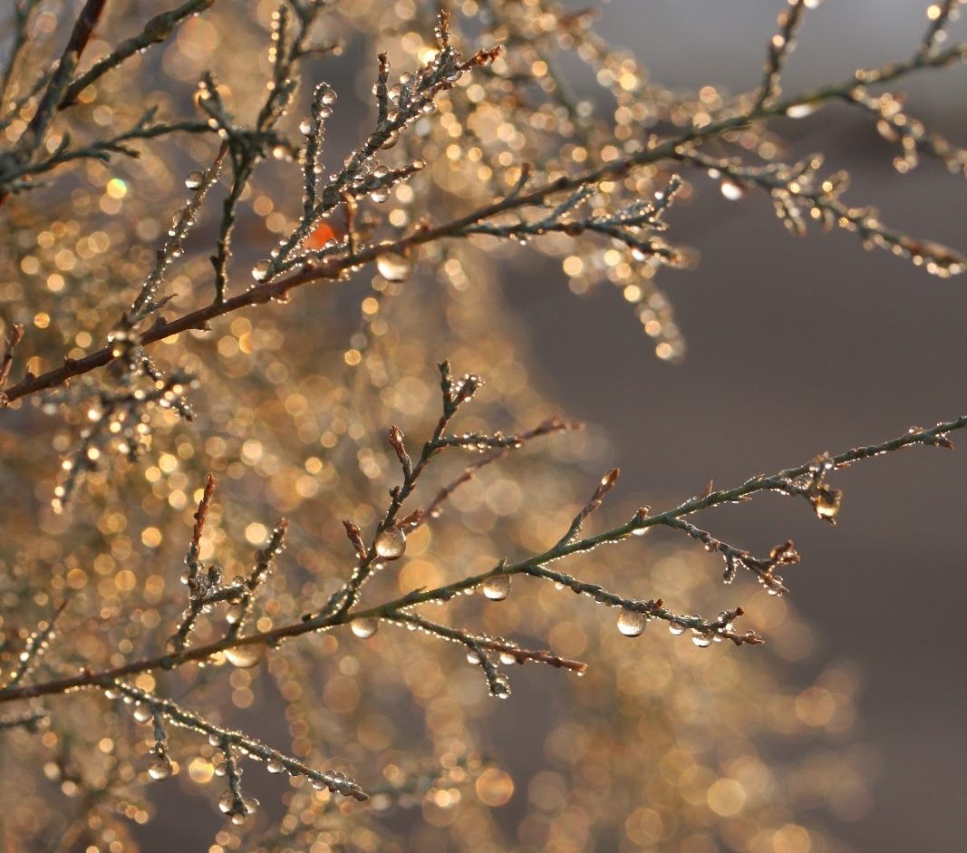 Tamarisk droplets Abraham plants shade hospitality TiBT