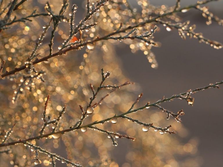 Tamarisk droplets Abraham plants shade hospitality TiBT